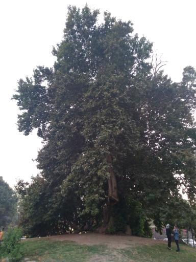 عکس درخت کهنسال طاق بستان