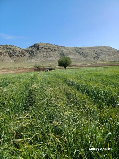 عکس زرنه