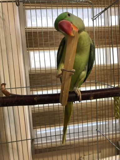 عکس کلینیک تخصصی پرندگان جم