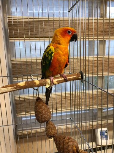 کلینیک تخصصی پرندگان جم