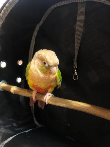 کلینیک تخصصی پرندگان جم