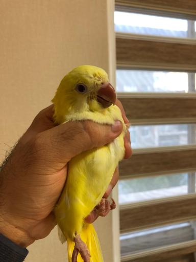 کلینیک تخصصی پرندگان جم