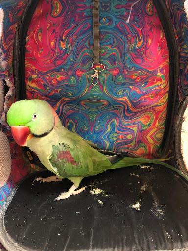 عکس کلینیک تخصصی پرندگان جم