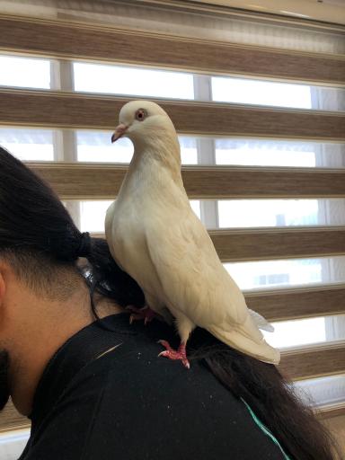 عکس کلینیک تخصصی پرندگان جم