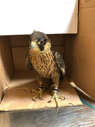 عکس کلینیک تخصصی پرندگان جم