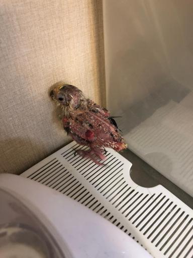 عکس کلینیک تخصصی پرندگان جم