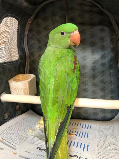 عکس کلینیک تخصصی پرندگان جم