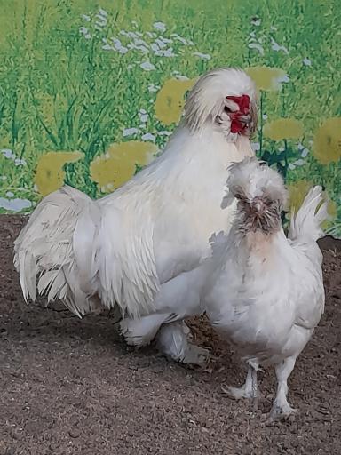 عکس باغ پرندگان آستارا