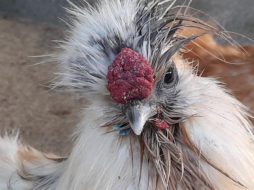 عکس باغ پرندگان آستارا