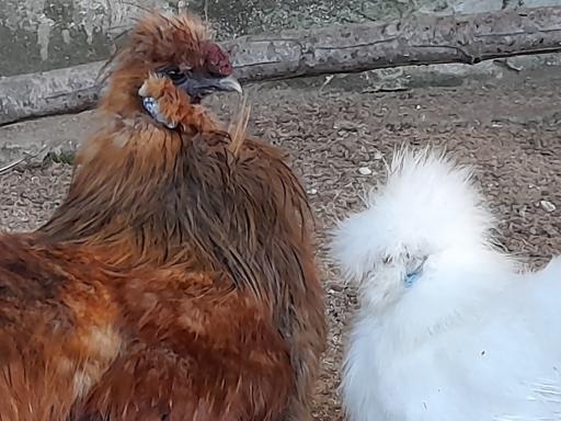 عکس باغ پرندگان آستارا