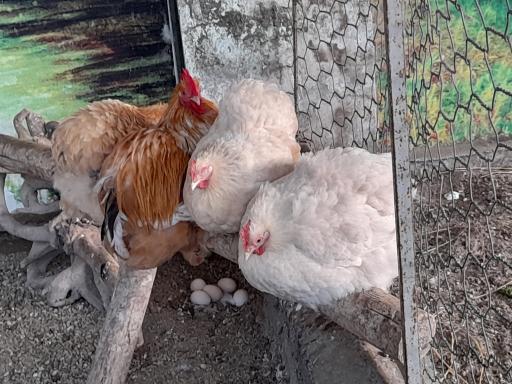 عکس باغ پرندگان آستارا