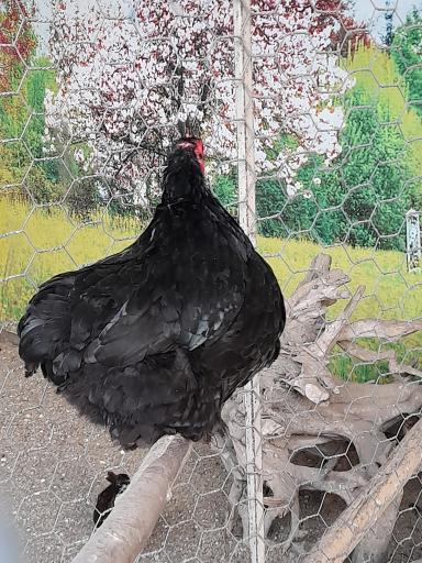 عکس باغ پرندگان آستارا