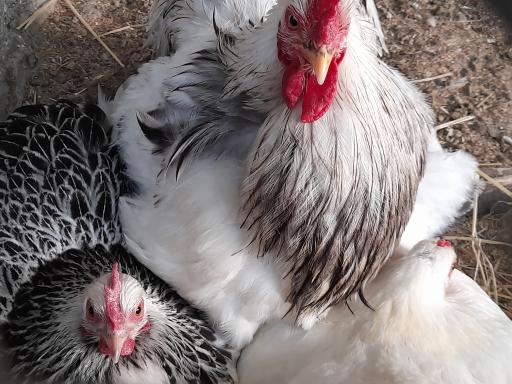 عکس باغ پرندگان آستارا