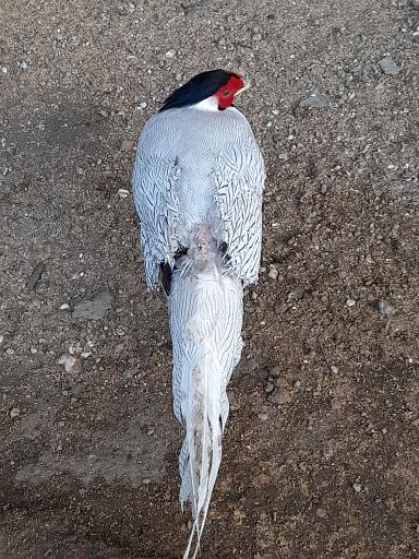 عکس باغ پرندگان آستارا