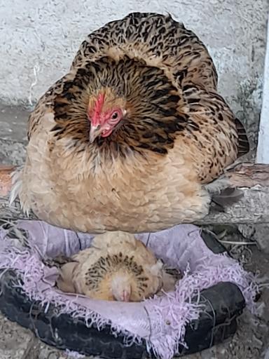 عکس باغ پرندگان آستارا