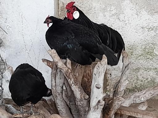 عکس باغ پرندگان آستارا