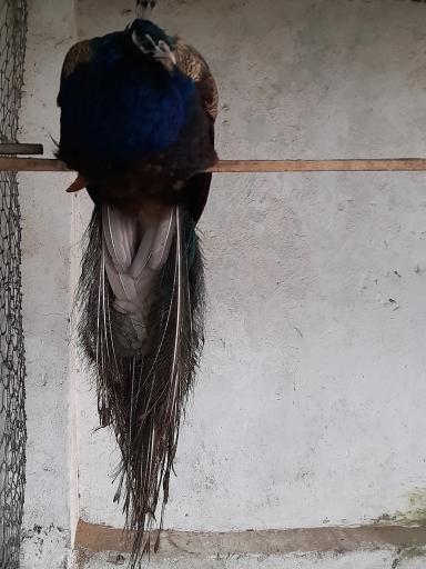 عکس باغ پرندگان آستارا