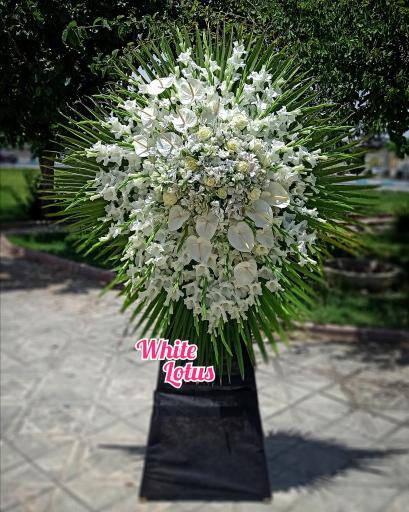 عکس گل فروشی نیلوفر سفید