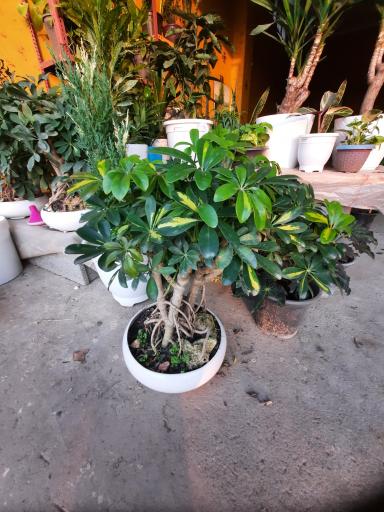 عکس گل وگیاه مبینی