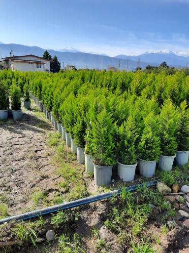 عکس گل وگیاه مبینی