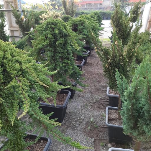 عکس گل وگیاه مبینی