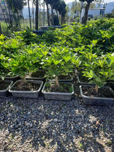 عکس گل وگیاه مبینی