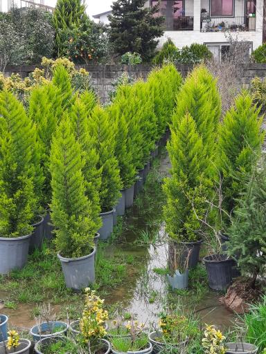 عکس گل وگیاه مبینی