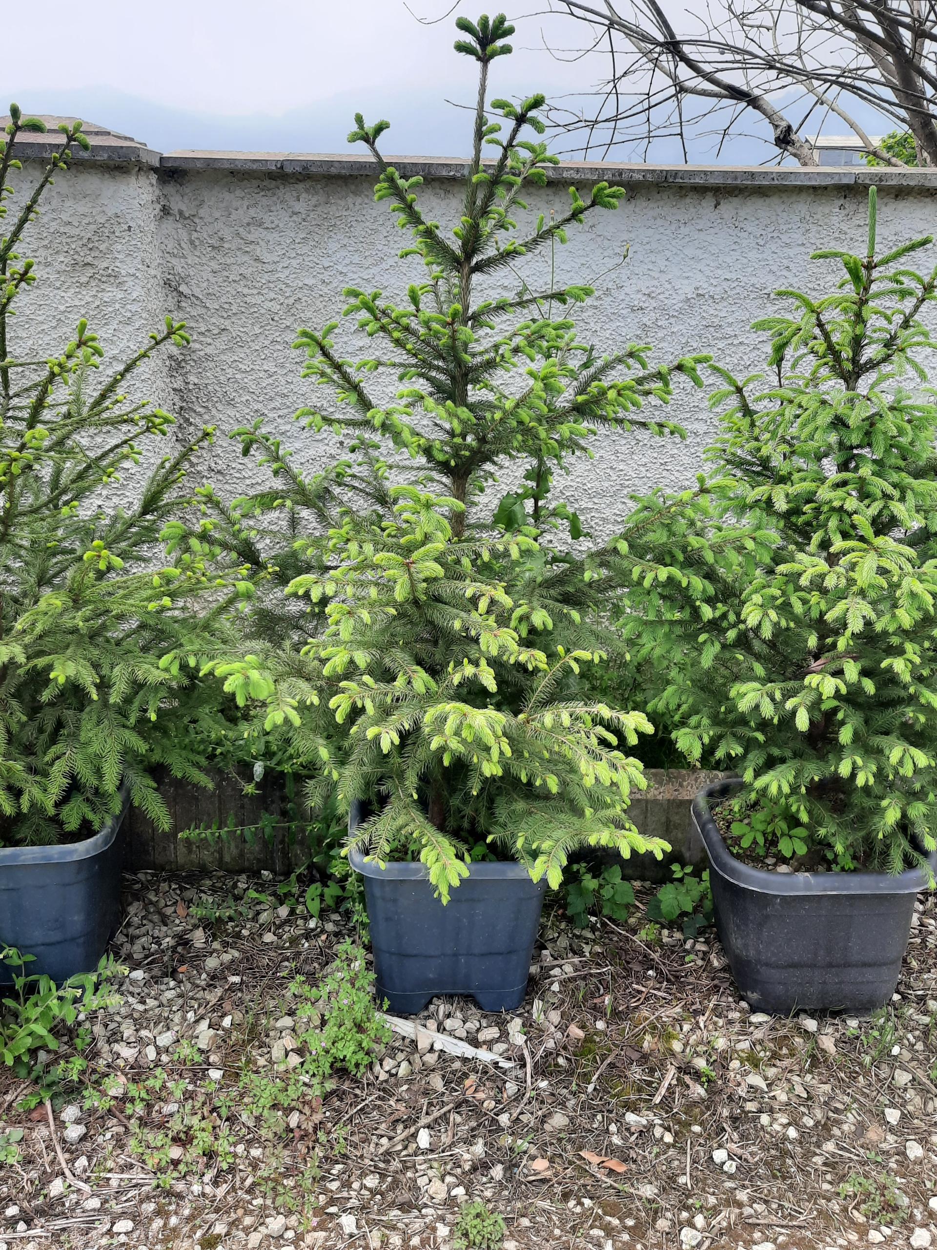 عکس گل وگیاه مبینی