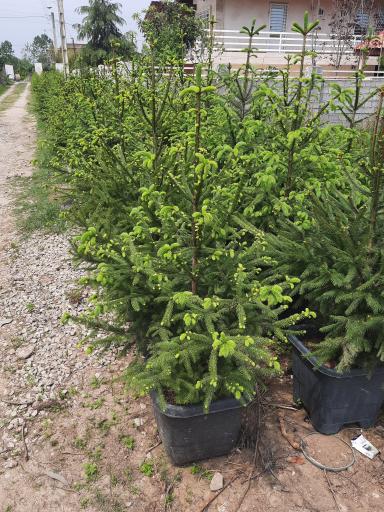 عکس گل وگیاه مبینی