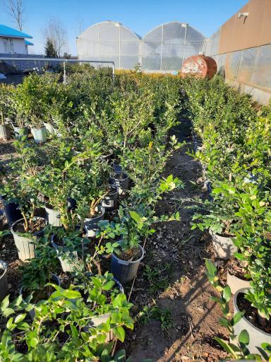 عکس گل وگیاه مبینی