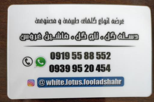 عکس گل فروشی نیلوفر سفید