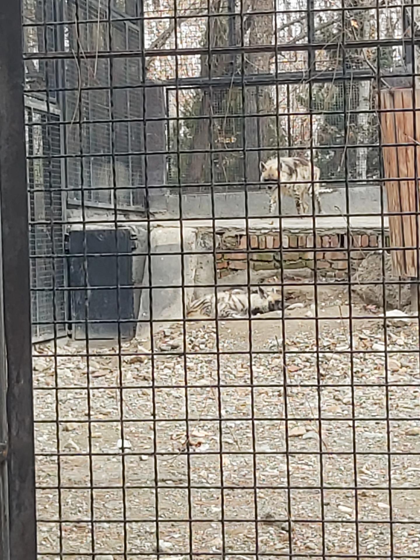 عکس کفتار راه راه - Striped Hyena