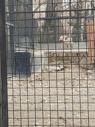 عکس کفتار راه راه - Striped Hyena