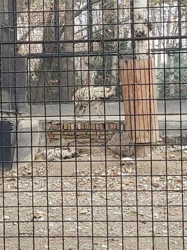 عکس کفتار راه راه - Striped Hyena