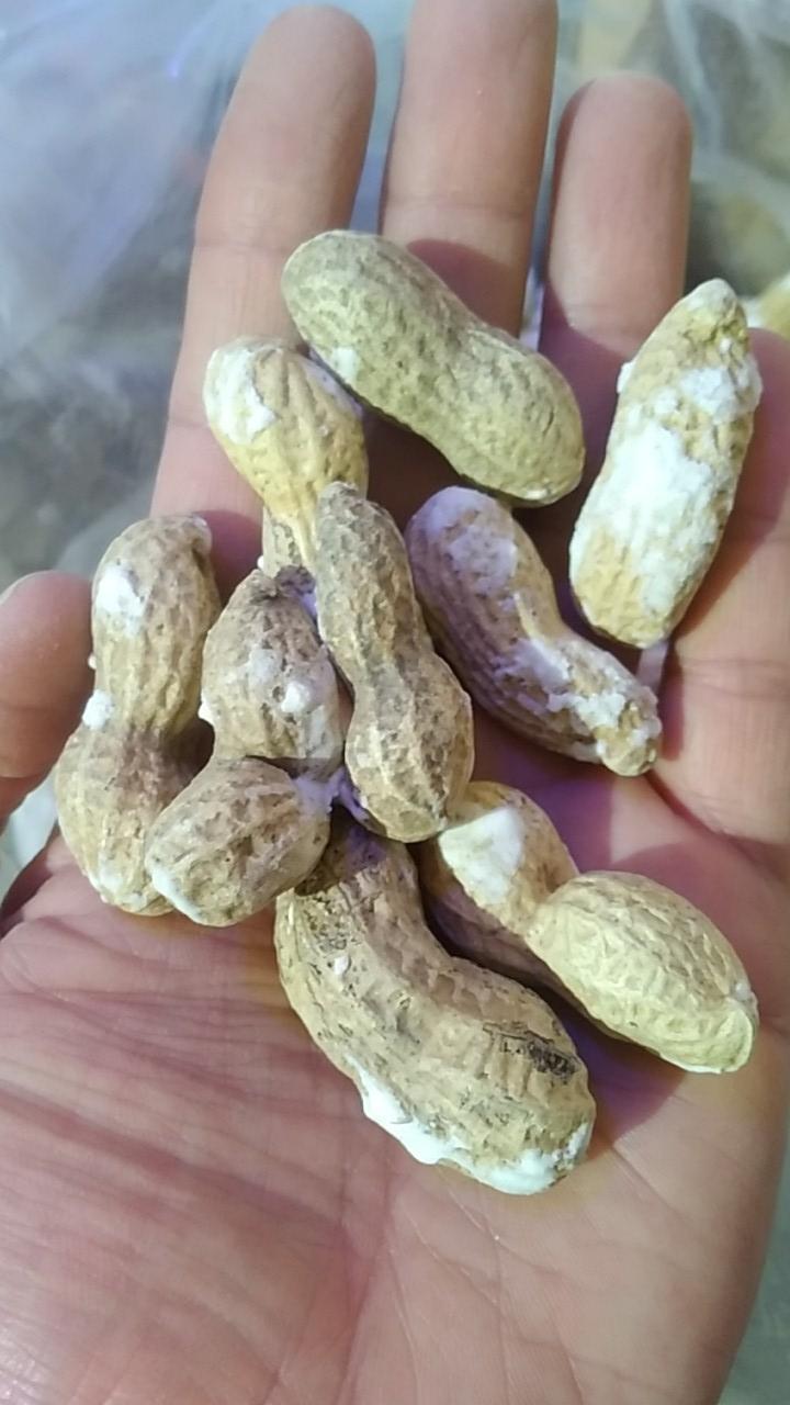 عکس آجیل وخشکبار ملیکا