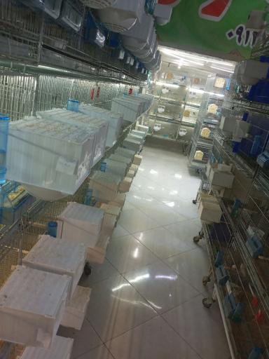 عکس سالن پرورش پرواز گلدین