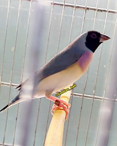 عکس سالن پرورش پرواز گلدین