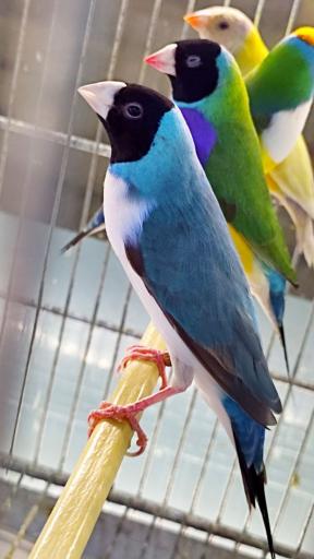 عکس سالن پرورش پرواز گلدین