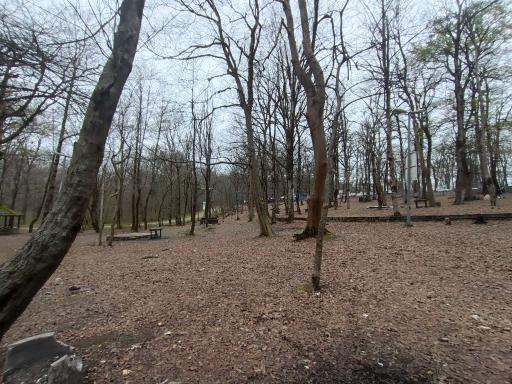 عکس جنگل آب پری