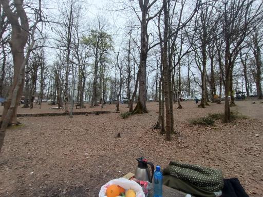 عکس جنگل آب پری