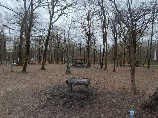 عکس جنگل آب پری