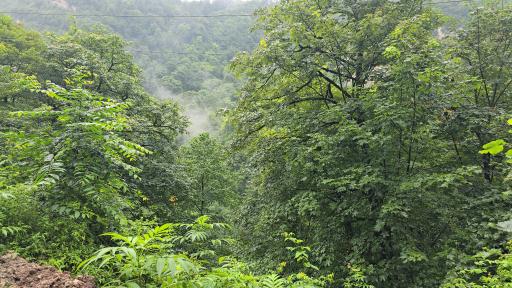 عکس جنگل آب پری