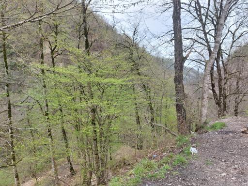 عکس جنگل آب پری