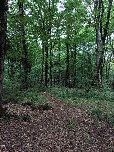 عکس جنگل آب پری