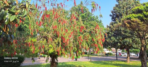 عکس بوستان دانشجو