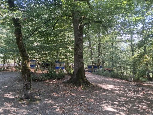 عکس جنگل آب پری