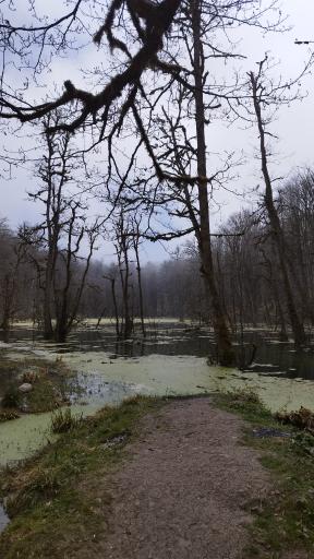 عکس مرداب دریوک