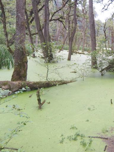 عکس مرداب دریوک