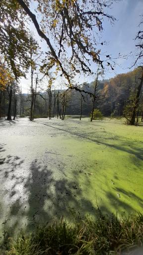 عکس مرداب دریوک