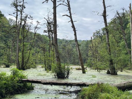 عکس مرداب دریوک